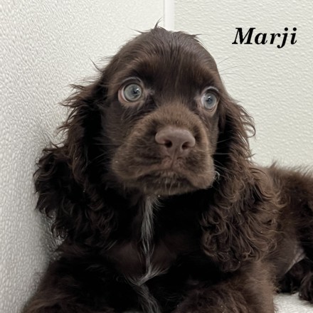 puppy, for, sale, Cocker Spaniel, Joe & Cherri  Overlease, dog, breeder, Miller, MO, dog-breeder, puppy-for-sale, forsale, nearby, find, puppyfind, locator, puppylocator, aca